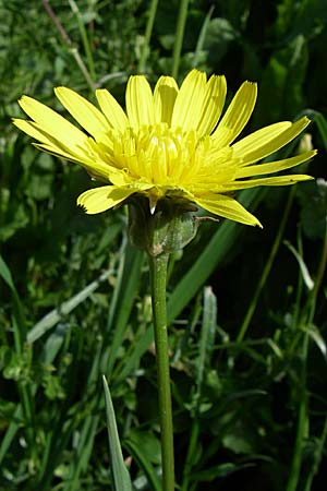 Scorzonera cana \ Jacquins Schwarzwurzel, Graue Schwarzwurzel, GR Zagoria, Monodendri 17.5.2008