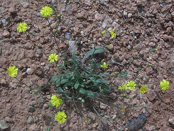 Crepis hellenica ? \ Pippau / Hawk's-Beard, GR Hymettos 21.5.2008