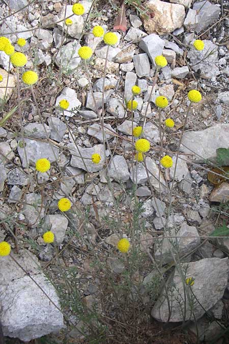 Anthemis parnassica ? \ Parnass-Hundskamille, GR Parnitha 22.5.2008