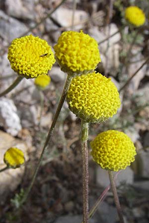 Anthemis parnassica ? \ Parnass-Hundskamille / Parnass Chamomile, GR Parnitha 22.5.2008