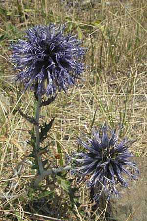 Echinops ritro \ Blaue Kugeldistel, GR Katara Pass 27.8.2007