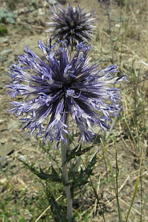 Echinops ritro \ Blaue Kugeldistel, GR Katara Pass 27.8.2007