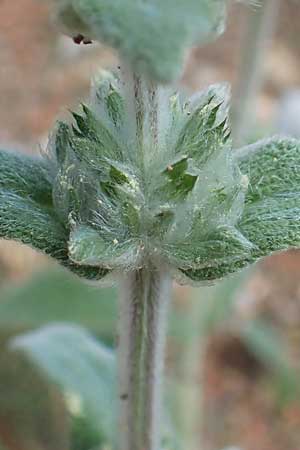 Stachys cretica \ Kretischer Ziest / Mediterranean Woundwort, GR Athen 10.4.2019