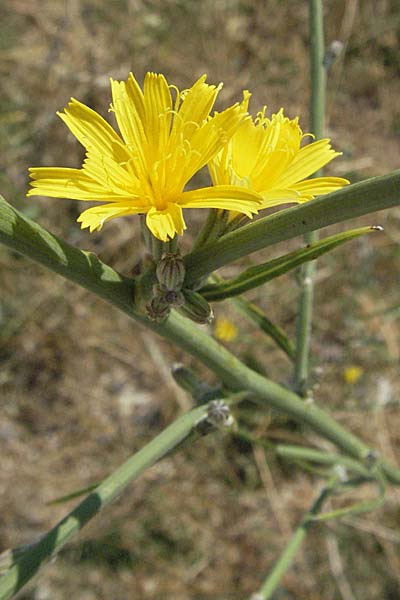 Chondrilla juncea / Rush Skeletonweed, GR Katara Pass 27.8.2007