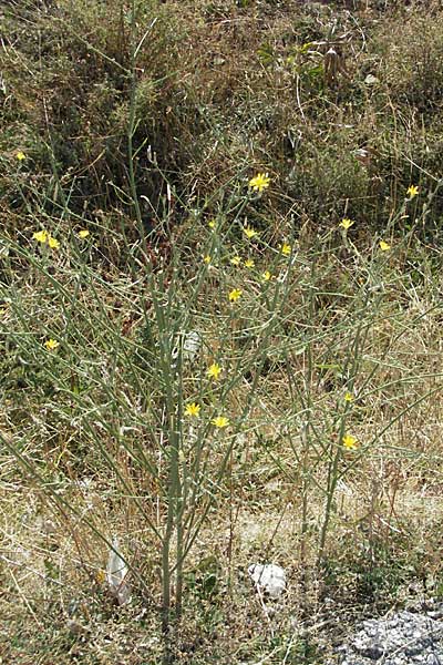 Chondrilla juncea \ Binsen-Knorpellattich, Groer Knorpellattich, GR Katara Pass 27.8.2007