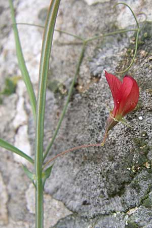 Lathyrus setifolius \ Grasblttrige Platterbse, GR Dodoni 14.5.2008