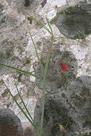 Lathyrus setifolius / Brown Vetchling, Narrow-Leaved Red Vetchling, GR Dodoni 14.5.2008