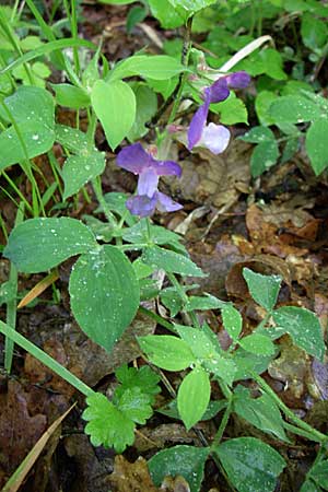 Lathyrus laxiflorus \ Lockerbltige Platterbse / Lax-Flowered Vetchling, GR Zagoria, Vikos - Schlucht / Gorge 15.5.2008