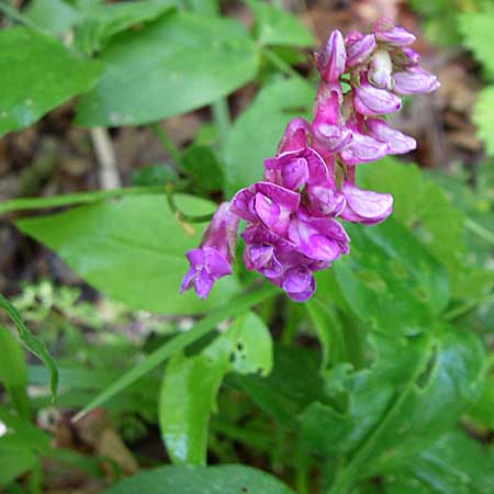 Lathyrus venetus \ Venezianische Platterbse / Venetian Vetchling, GR Zagoria, Vikos - Schlucht / Gorge 15.5.2008