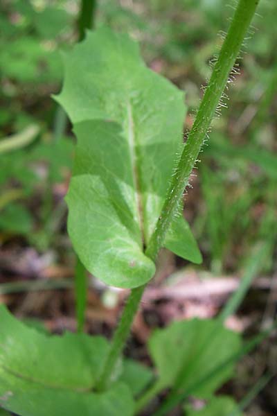 Lactuca hispida \ Steifhaariger Lattich / Stiff-Haired Lettuce, GR Zagoria, Vikos - Schlucht / Gorge 15.5.2008