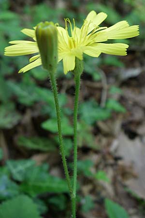 Crepis fraasii \ Fraas' Pippau, GR Aoos - Schlucht 16.5.2008