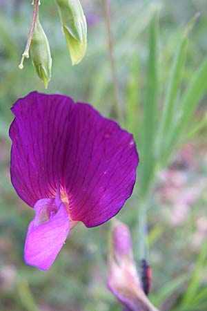 Lathyrus digitatus \ Fingerblttrige Platterbse, GR Zagoria, Mikro Papingko 17.5.2008