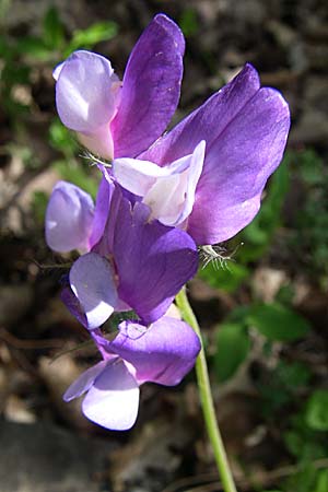 Lathyrus laxiflorus \ Lockerbltige Platterbse / Lax-Flowered Vetchling, GR Zagoria, Kipi 18.5.2008