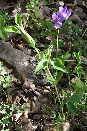 Lathyrus laxiflorus \ Lockerbltige Platterbse / Lax-Flowered Vetchling, GR Zagoria, Kipi 18.5.2008