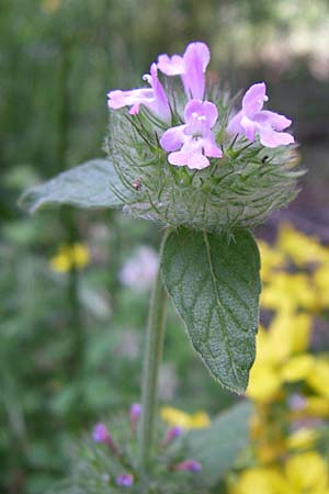 Clinopodium vulgare \ Wirbeldost / Wild Basil, GR Parnitha 22.5.2008