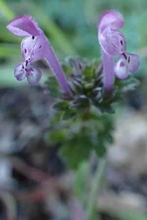 Lamium amplexicaule \ Stngelumfassende Taubnessel / Henbit Dead-Nettle, GR Parnitha 22.3.2019