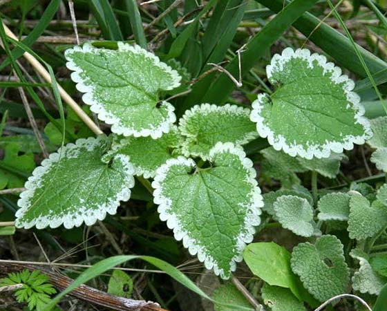 Lamium moschatum \ Moschus-Taubnessel / Musk Dead-Nettle, GR Akrokorinth 27.12.2011 (Photo: Gisela Nikolopoulou)