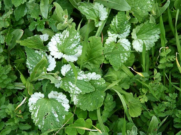 Lamium moschatum \ Moschus-Taubnessel / Musk Dead-Nettle, GR Akrokorinth 20.3.2012 (Photo: Gisela Nikolopoulou)