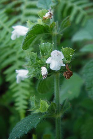 Melissa officinalis subsp. altissima / Balm, GR Euboea (Evia), Dimosari - Gorge 29.8.2014