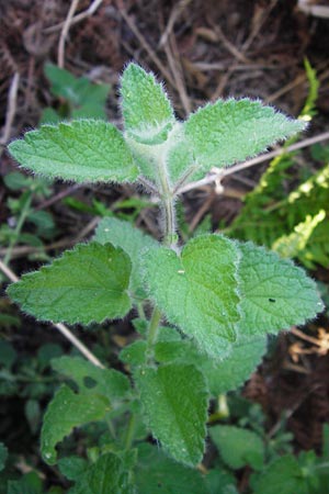 Melissa officinalis subsp. altissima / Balm, GR Euboea (Evia), Dimosari - Gorge 29.8.2014