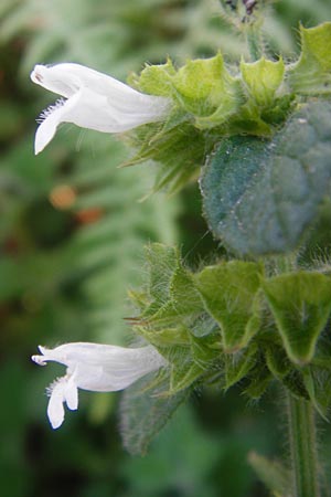 Melissa officinalis subsp. altissima / Balm, GR Euboea (Evia), Dimosari - Gorge 29.8.2014