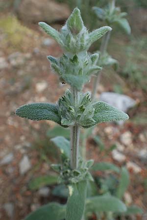 Stachys cretica \ Kretischer Ziest / Mediterranean Woundwort, GR Athen 10.4.2019