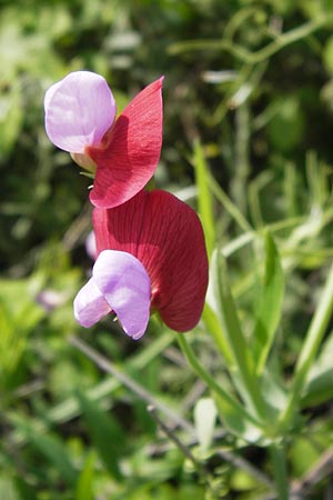 Lathyrus articulatus / Jointed-Podded Pea, GR Peloponnes, Monemvasia 31.3.2013