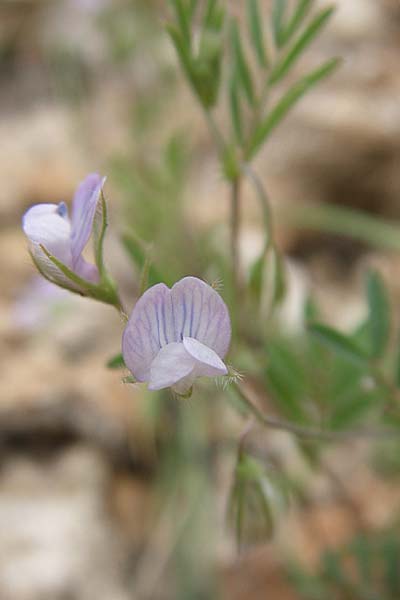 Vicia tenorei \ Wilde Linse / Wild Lentil, GR Peloponnes, Zarouchla Tal / Valley 19.5.2008