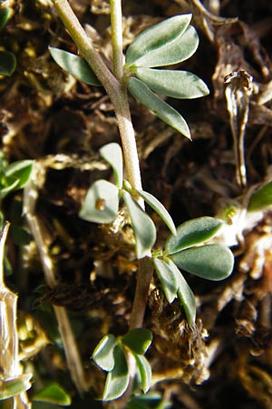 Lotus edulis \ Essbarer Hornklee / Edible Bird's-Foot Trefoil, GR Parnitha 1.9.2014