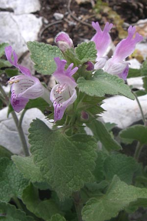 Lamium garganicum \ Gargano-Taubnessel / Large Red Dead-Nettle, GR Parnitha 22.5.2008