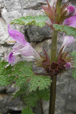 Lamium garganicum \ Gargano-Taubnessel / Large Red Dead-Nettle, GR Peloponnes, Apollon Tempel von Bassae / Peloponnese, Apollon Temple of Bassae 29.3.2013