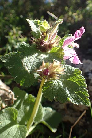 Lamium garganicum \ Gargano-Taubnessel / Large Red Dead-Nettle, GR Parnitha 22.3.2019