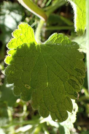 Lamium garganicum \ Gargano-Taubnessel / Large Red Dead-Nettle, GR Parnitha 22.3.2019