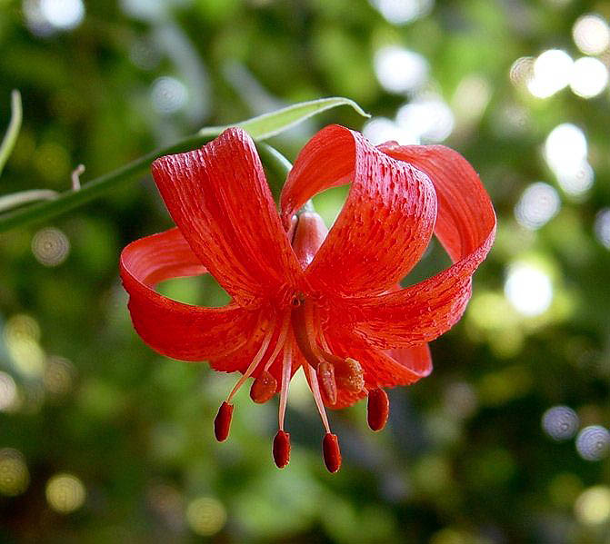 Lilium heldreichii \ Heldreichs Lilie / Heldreich's Lily, GR Chalkidiki, Cholomontas 7/2005 (Photo: Zissis Antonopoulos)