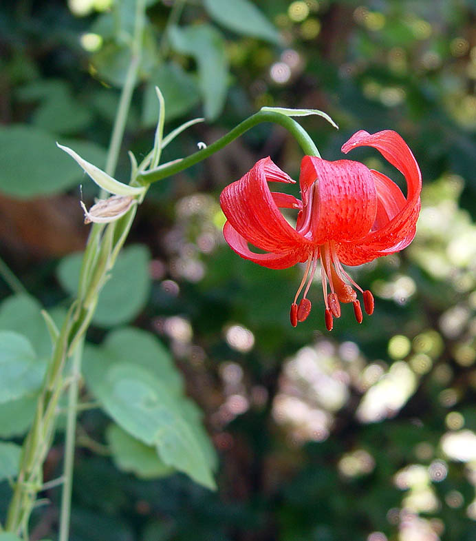 Lilium heldreichii \ Heldreichs Lilie / Heldreich's Lily, GR Chalkidiki, Cholomontas 7/2005 (Photo: Zissis Antonopoulos)