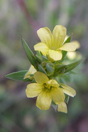 Linum strictum / Upright Flax, GR Igoumenitsa 13.5.2008