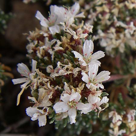 Frankenia hirsuta \ Rauhaarige Seeheide / Hairy Sea Heath, GR Porto Rafti 21.5.2008