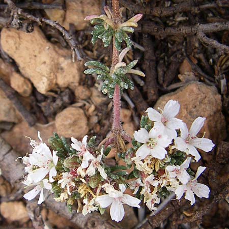 Frankenia hirsuta / Hairy Sea Heath, GR Porto Rafti 21.5.2008