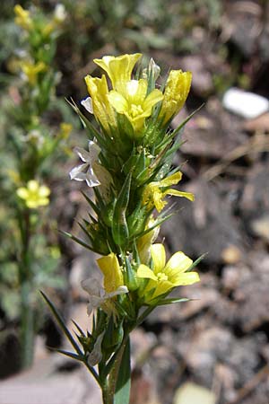 Linum strictum / Upright Flax, GR Parnitha 22.5.2008