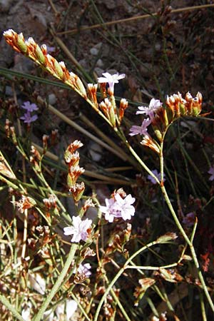 Limonium spec3 ? / Sea Lavender, GR Attika, Agia Marina 27.8.2014