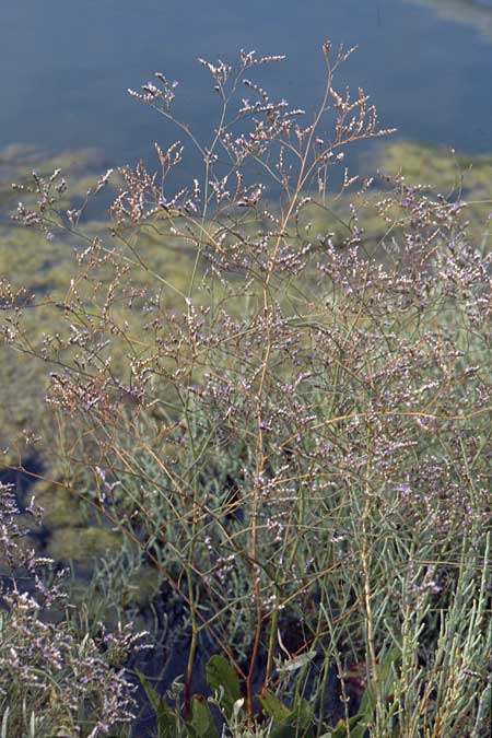 Limonium narbonense \ Spter Strandflieder / Common Sea Lavender, GR Amvrakikos Kolpos ( Golf/gulf ) 5.9.2007