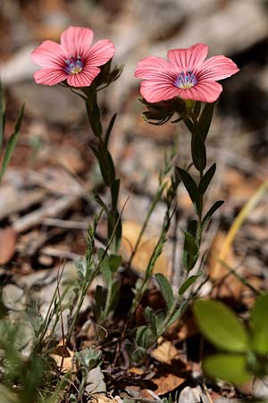 Linum pubescens \ Behaarter Lein / Hairy Pink Flax, GR Apidea 29.3.2018 (Photo: Uwe & Katja Grabner)
