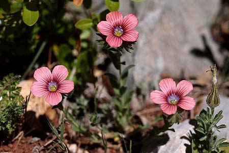 Linum pubescens \ Behaarter Lein / Hairy Pink Flax, GR Apidea 29.3.2018 (Photo: Uwe & Katja Grabner)