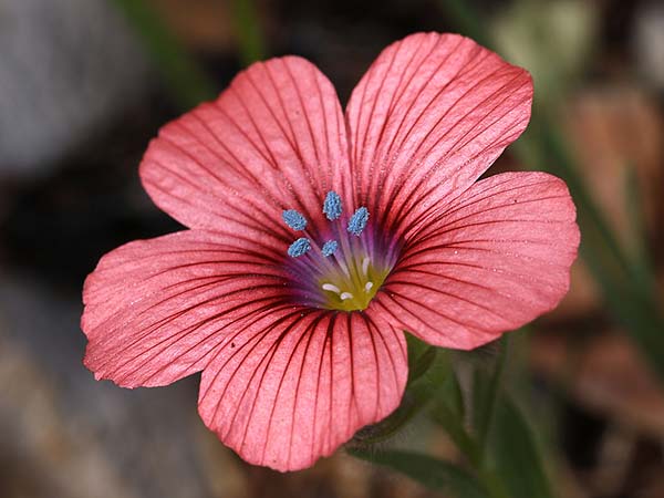 Linum pubescens \ Behaarter Lein / Hairy Pink Flax, GR Apidea 29.3.2018 (Photo: Uwe & Katja Grabner)