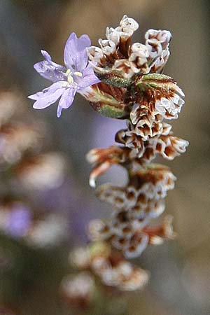 Limonium virgatum \ Ruten-Strandflieder, GR Korinth 14.9.2014 (Photo: Gisela Nikolopoulou)