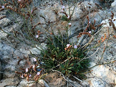 Limonium virgatum \ Ruten-Strandflieder / Violet Sea Lavender, GR Isthmia 19.10.2015 (Photo: Gisela Nikolopoulou)