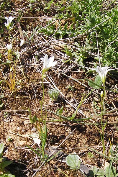 Gagea graeca \ Griechische Faltenlilie / Greek Gagea, GR Peloponnes, Gramousa 1.4.2013