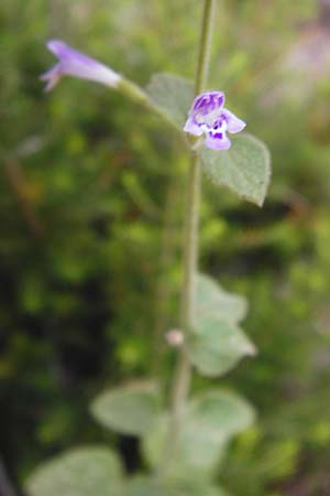 Clinopodium calamintha \ Kleinbltige Bergminze / Lesser Calamint, GR Euboea (Evia), Dimosari - Schlucht / Gorge 29.8.2014