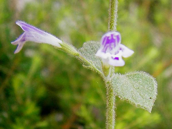 Clinopodium calamintha \ Kleinbltige Bergminze / Lesser Calamint, GR Euboea (Evia), Dimosari - Schlucht / Gorge 29.8.2014