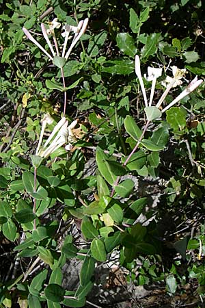 Lonicera implexa \ Windendes Geiblatt, GR Hymettos 20.5.2008